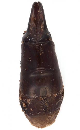 Chalconotus convexus